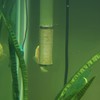 Bilindasly 12mm Stainless Steel Aquarium Inflow Inlet Filter Aquarium Filter