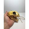 Aztec Death Whistle - Apex Predator
