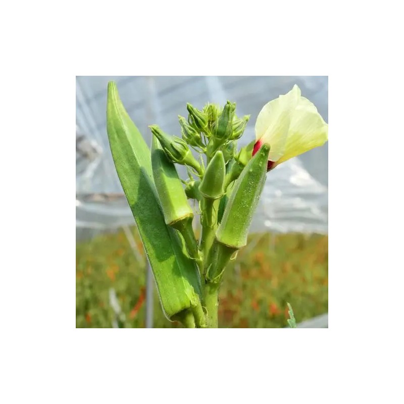 ATLAS Okra -Green Slim