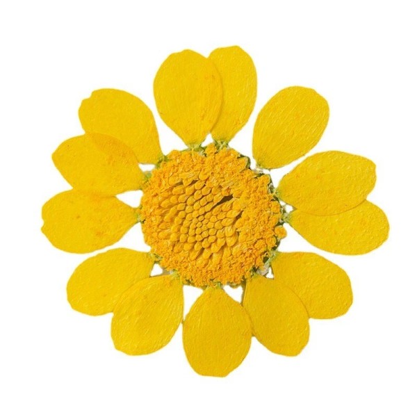 Unbranded 12PCS Real Pressed Dry flowers, daisy Flower supply for