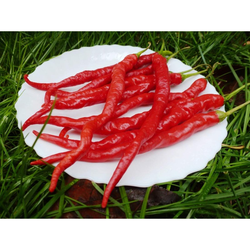 Cayenne Pepper Chili Hot Spicy Seeds Vegetable for Planting Giant