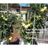 MASTERBLEND ® 4-18-38 Tomato & Vegetable Fertilizer (5 bs) FREE