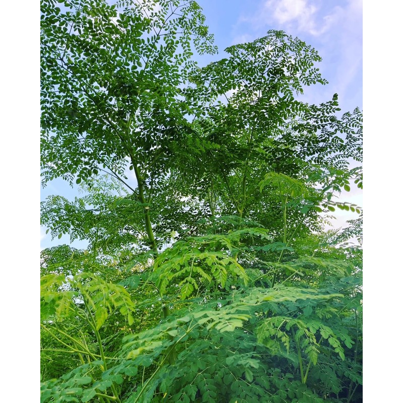 [モリンガ習慣] 100％国産 モリンガ 粉末 2g×30本【工場殺菌済】青汁 モリンガ本来の味