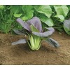 Mr Fothergill's 17135 Vegetable Seeds, PAK Red Choi F1
