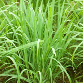Lemon Grass Seeds - 0.25 Oz - Non-GMO, Heirloom Culinary Herb Garden Seeds - Cymbopogon flexuosus
