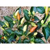 Harley Seeds 30+ Tabasco Hot Pepper Seeds Heirloom Non-GMO Red
