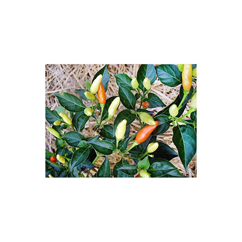 Harley Seeds 30+ Tabasco Hot Pepper Seeds Heirloom Non-GMO Red