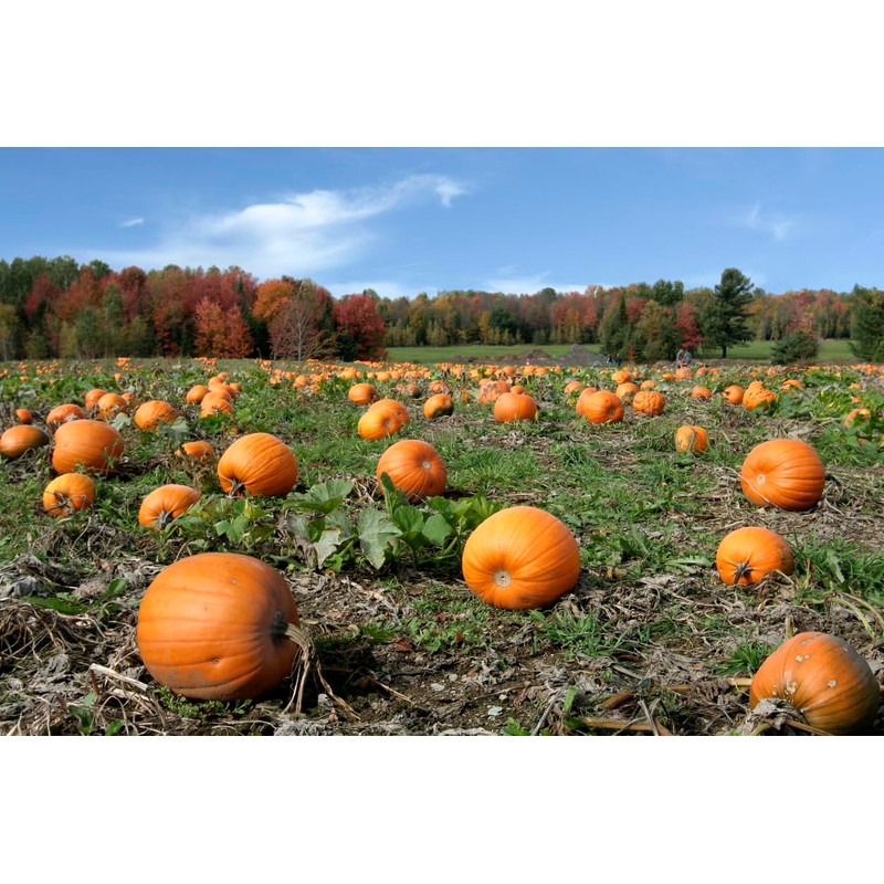 Big Max Pumpkin Seeds - 100 Pounds and Up! -