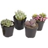 Altman Plants, Mimicry Succulents Plants Live Mini Succulents (4 Pack),