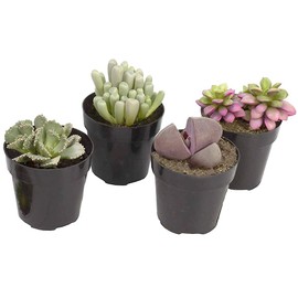 Altman Plants, Mimicry Succulents Plants Live Mini Succulents (4 Pack), Lithops Live Plants Outdoor or Live Indoor Plants, Living Stones Succulent Plants Live Houseplants, Succulent Plant House Plants