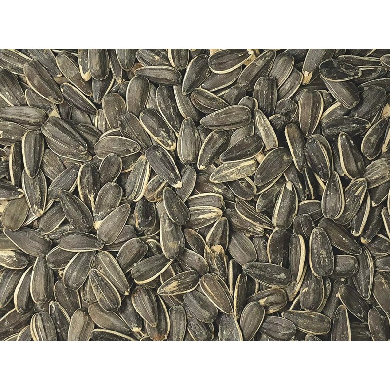 Mixed Nuts Inc. 3 PACK PREMIUM ORCHARD SUNFLOWER SEEDS ROASTED