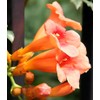Classy Groundcovers, Trumpet Creeper, Cow Itch Vine, Hummingbird Vine, Trumpet