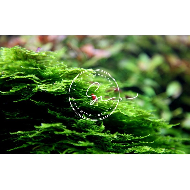 Swimming Creatures Christmas Moss (Large 25 Square Inch Portion) Freshwater