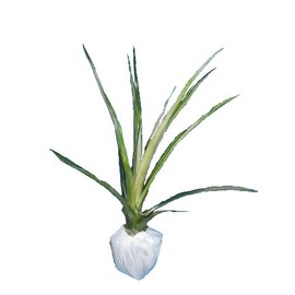 Hawaiian Pineapple Plant (Ananas comosus) - Potted/Rooted - Approx. 22-28 INCHES