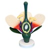 Isaac Technologies IC-B10307 Dicot Flower Model | 8X Enlarged |