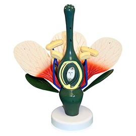 Isaac Technologies IC-B10307 Dicot Flower Model | 8X Enlarged | Can be Disassembled | Important Structures are Numbered | Mounted on a Stand | W Key Card