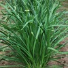 Chinese Leek Seeds - Flowering - 1 Oz ~10250 Seeds