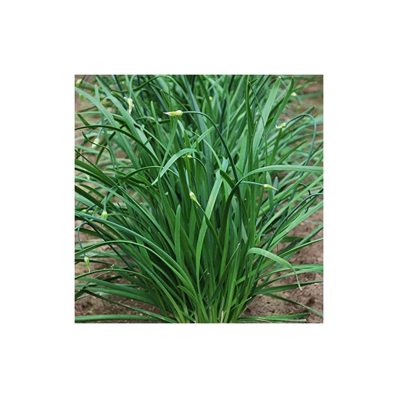 Chinese Leek Seeds - Flowering - 1 Oz ~10250 Seeds