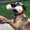 Pet Factory Pet Factory American Beefhide 12" Knotted Bone Dog
