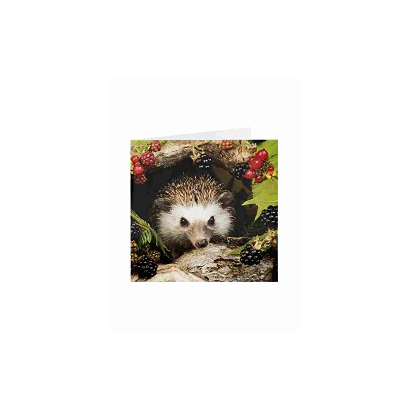 Blank Card - (Ukg386962) - Hedgehog and Berries - from