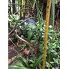 Very Large Jade Plants, with Roots, 2 feet Tall Ready