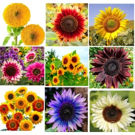 40+ Seeds Teddy Bear Sunflower and Multi-Head Dense Sunflower Seeds Heirloom Non-GMO Individually Packaged