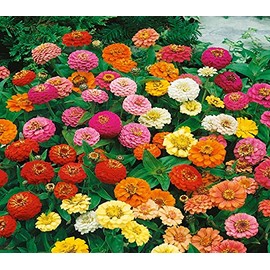 500 Zinnia Thumbelina Mix Flower Seeds Zinnia Elegans (Approx)