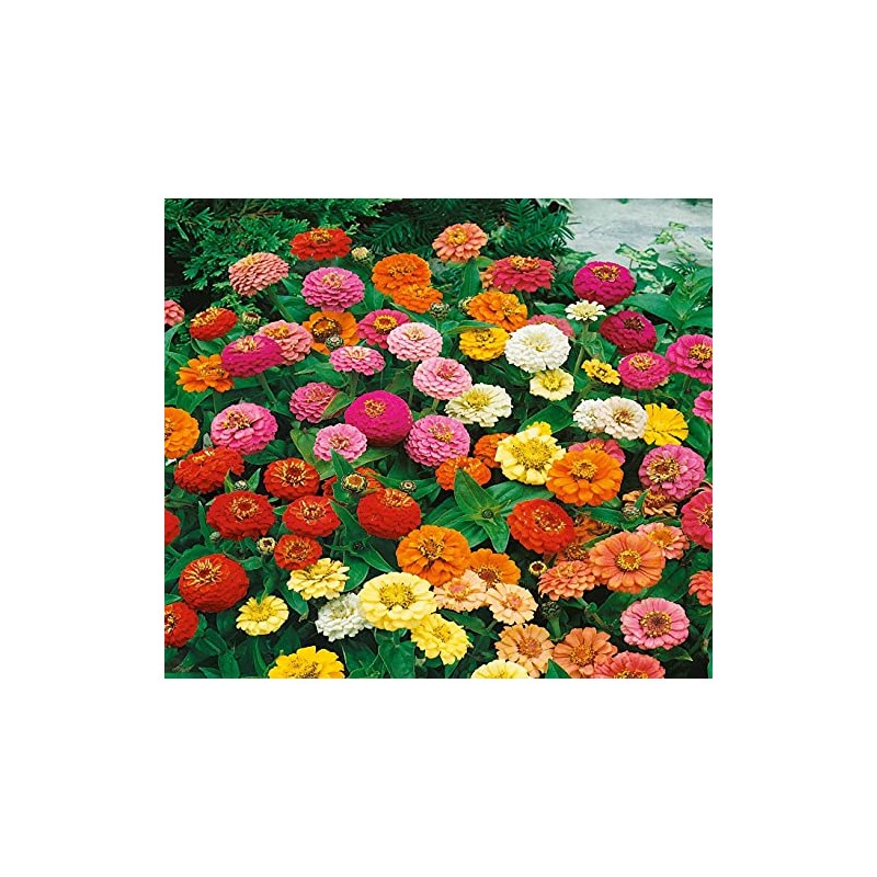 500 Zinnia Thumbelina Mix Flower Seeds Zinnia Elegans (Approx)