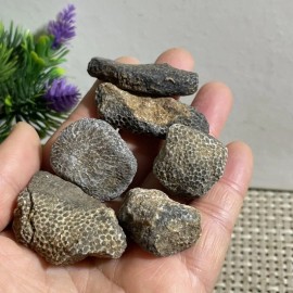 Wholesale High Quality Healing Crystal Rough Stone Natural Coral Fossil Stone for Fish tank Decoration and CollectionColor: Coral Fossil Stone, Size: One Size