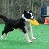 PYAIOVR Frisbee Dog Frisbee Made of Natural Rubber for Land