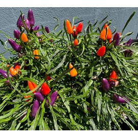 Candlelight Mutant Bolivian Rainbow Rare Wire Leaf Hot Pepper Premium Seeds for Planting Packet