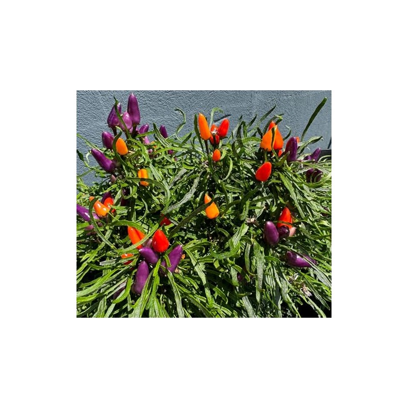 Candlelight Mutant Bolivian Rainbow Rare Wire Leaf Hot Pepper Premium