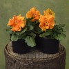 Outsidepride 50 Seeds Viola Pansy Frizzle Sizzle Orange Flower Seeds