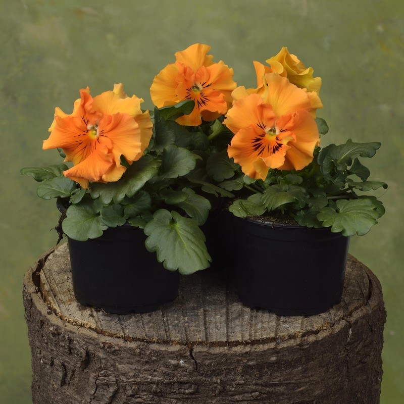Outsidepride 50 Seeds Viola Pansy Frizzle Sizzle Orange Flower Seeds