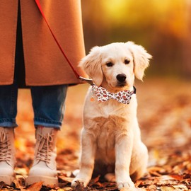ADOGGYGO Thanksgiving Dog Collar with Bowtie, Fall Leaves Pumpkin Dog Thanksgiving Collars with Detachable Bow Adjustable Pet Fall Collars for Small Medium Large Dogs (Medium, Thanksgiving)