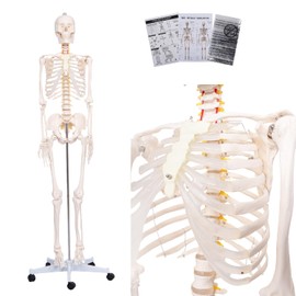 Life Size Posable Skeleton for Anatomy, 70.8'' Human Skeleton Bones Full Size Skeleton Model with Nervous System & Carotid Artery, Medical PVC Anatomy Skeleton Model W/Rolling Stand for Study Display