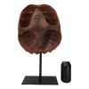 Nautical Marine Faux Alligator Snapping Turtle Shell Sculpture With Pole