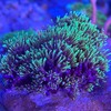 coralSLover Live Saltwater Coral Frag - Green Star Polyps