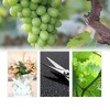 Honbay - Tijeras de corte resistentes para jardín, frutas y