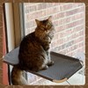 All Around 360° Sunbath and Lower Support Safety Iron Cat