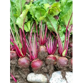 TomorrowSeeds - Detroit Dark Red Beet Seeds - 600+ Count - for 2025 Planting Ruby Red Beet Harvard Blood Turnip Mangel Beetroot Garden Cold Hardy Root Vegetable Grow Your Own Home Farm Patio Healthy