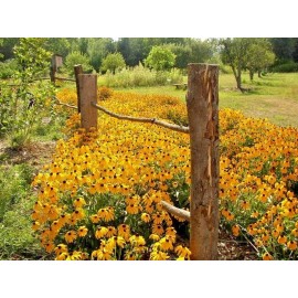 Little Seed Store 2001+BLACK EYED SUSAN Flower Seeds Perennial Native Wildflower Drought Heat Cold