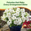 Outsidepride White Multiflora Petunia Seeds - 500 Pcs. Annual, Compact,
