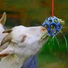 MeiAOBest Horse Treat Ball Hay Feeder Toy,Hanging Pet Hay Feeding