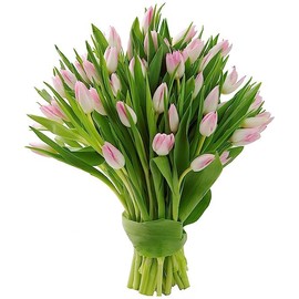 KaBloom Flowers - Valentine Collection - 30 Pink Tulips I Gift for Birthday, Sympathy, Anniversary, Get Well, Thank You, Valentine, Mother’s Day Fresh Flowers