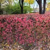 Arrow tree sapling 1m 3 weeks landscape tree arrow tree