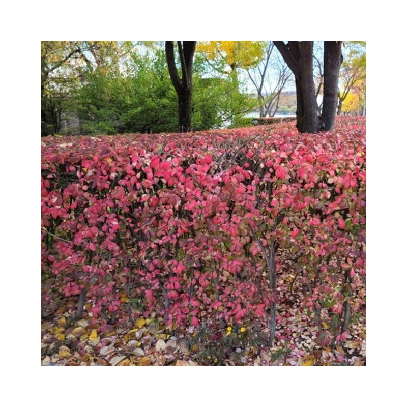 Arrow tree sapling 1m 3 weeks landscape tree arrow tree