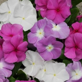 150+ Periwinkle Vinca Seeds Garden Flowers & Ground Cover Plants Dwarf Flower Perennial Flower