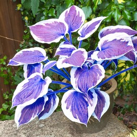 PLATAGO Hosta Seeds Non-GMO Perennial Hosta Seeds for Planting Outdoor Gardens Shade Low Maintenance - Dark Blue Hosta Seeds 200Pcs