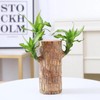 Lucky Brazil Wood Potted Plant - Color: Fortune Brazil Wood
